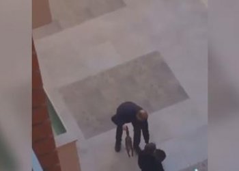 U filmua teksa vriste macen, gjykata shpall fajtor 59-vjeçarin!
