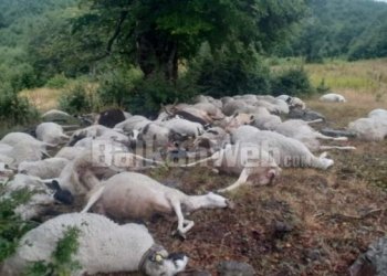 Rrufeja mbyt 165 dele, bariu në lot: Më ndihmoni