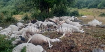 Rrufeja mbyt 165 dele, bariu në lot: Më ndihmoni