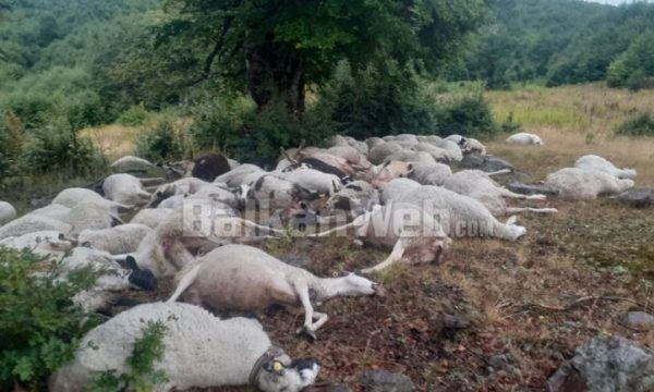 Rrufeja mbyt 165 dele, bariu në lot: Më ndihmoni