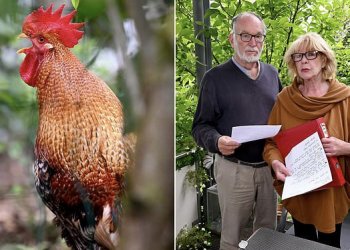 Çifti gjerman hedh në gjyq gjelin e fqinjit: Këndon 200 herë në ditë, është i padurueshëm