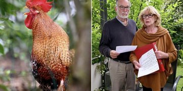 Çifti gjerman hedh në gjyq gjelin e fqinjit: Këndon 200 herë në ditë, është i padurueshëm
