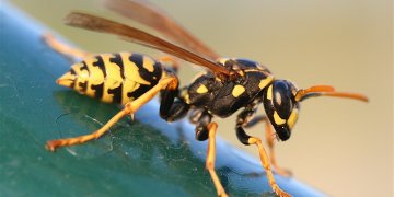 Çfarë duhet të bëni nëse ju thumbojnë grerëzat?