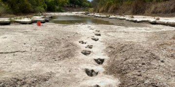 Thatësira zbulon gjurmë dinozauri 113 milionë vite të vjetra, dalin në sipërfaqe në shtratin e një lumi