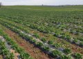 Qeveria ndan mbi gjysmë milionë euro për prodhuesit vendorë
