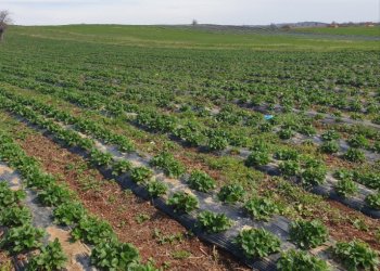 Qeveria ndan mbi gjysmë milionë euro për prodhuesit vendorë