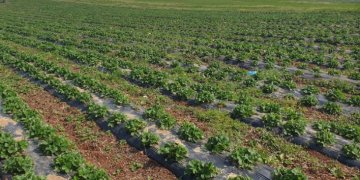 Qeveria ndan mbi gjysmë milionë euro për prodhuesit vendorë