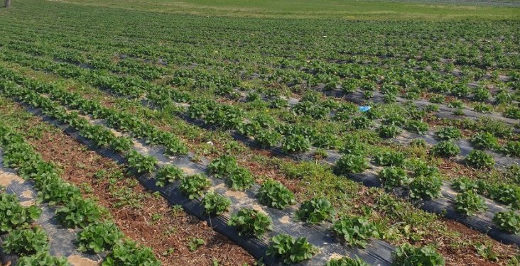 Qeveria ndan mbi gjysmë milionë euro për prodhuesit vendorë