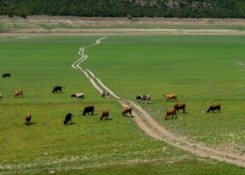 Thatësira në Kosovë: Liqene të shndërruara në kullota