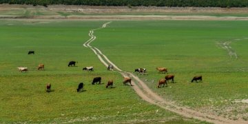 Thatësira në Kosovë: Liqene të shndërruara në kullota