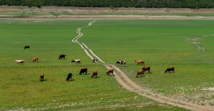 Thatësira në Kosovë: Liqene të shndërruara në kullota