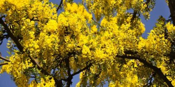 Kopshti që rrit bimë vdekjeprurëse, i hapur për publikun