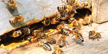 Gjermania me dënime të “tmerrshme” për ata që mbysin bletë