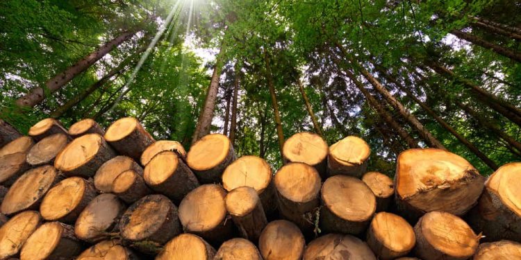 Dimër i vështirë në Kosovë, një metër dru shkon deri në 80 euro