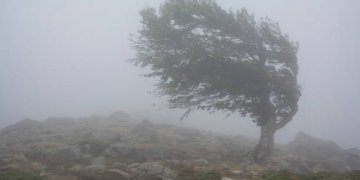 Era e fortë rrëzon një dru në Gjilan, mbytet një person