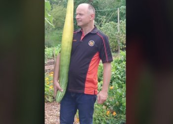 Vendi ku rritet kastraveci më i gjatë në botë