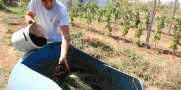 Gjendje krize, fermeri shqiptar përdorë kafe në vend të plehut artificial për kulturat bujqësore të tij