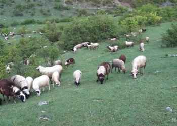 Rrufeja i vrau tufën me 165 dele, blegtori nga Gramshi në gjendje të rënduar psikologjike!