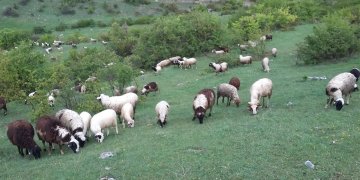 Rrufeja i vrau tufën me 165 dele, blegtori nga Gramshi në gjendje të rënduar psikologjike!
