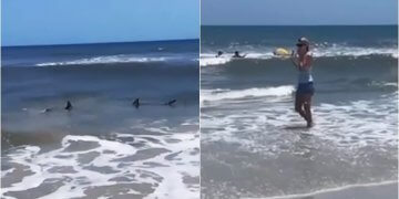 ‘Dil nga uji!’: Notarët largohen me shpejtësi nga deti i Floridës pasi dallojnë dy peshkaqenë që ishin shumë afër tyre!
