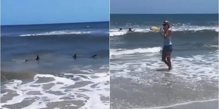 ‘Dil nga uji!’: Notarët largohen me shpejtësi nga deti i Floridës pasi dallojnë dy peshkaqenë që ishin shumë afër tyre!