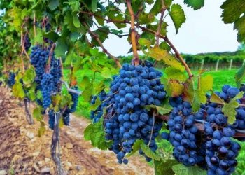 Ngrënia e rrushit mund ta zgjasë jetën dhe zvogëlon rrezikun nga sëmundja e Alzheimerit