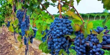 Ngrënia e rrushit mund ta zgjasë jetën dhe zvogëlon rrezikun nga sëmundja e Alzheimerit