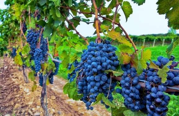 Ngrënia e rrushit mund ta zgjasë jetën dhe zvogëlon rrezikun nga sëmundja e Alzheimerit