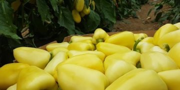 Fermeri nga Lipjani nis 15 tonë speca të Kosovës drejt vendeve skandinave