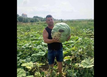 Banori nga fshati Kçiq në Mitrovicë kultivon vidimin 25 kilogramë