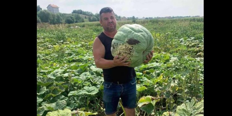 Banori nga fshati Kçiq në Mitrovicë kultivon vidimin 25 kilogramë