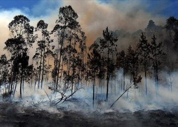 Vera përvëluese në Evropë, u dogjën 750 mijë hektarë sipërfaqe