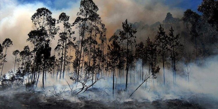 Vera përvëluese në Evropë, u dogjën 750 mijë hektarë sipërfaqe