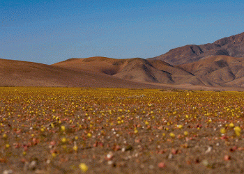 Bie shi pas 5 viteve, lulëzon shkretëtira Atacama!