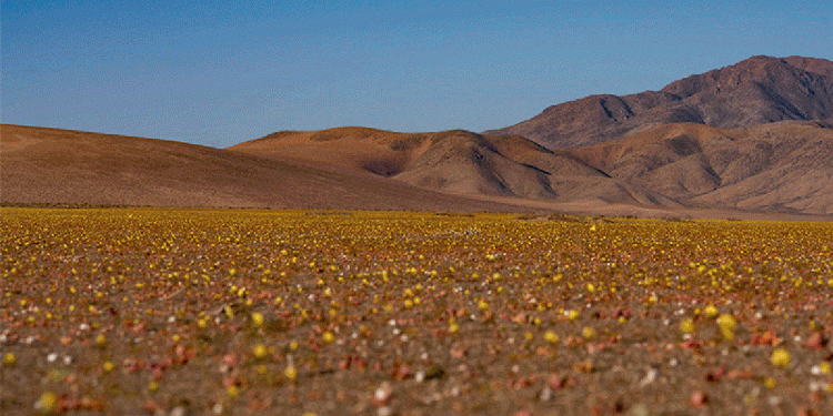 Bie shi pas 5 viteve, lulëzon shkretëtira Atacama!