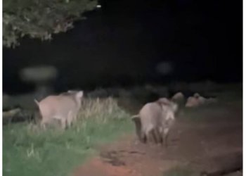 Shfaqen rreth 14 derra të egër në lagjen Sofali të kryeqytetit!