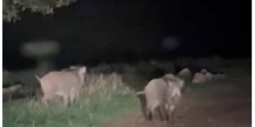 Shfaqen rreth 14 derra të egër në lagjen Sofali të kryeqytetit!