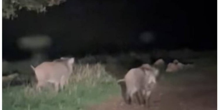 Shfaqen rreth 14 derra të egër në lagjen Sofali të kryeqytetit!