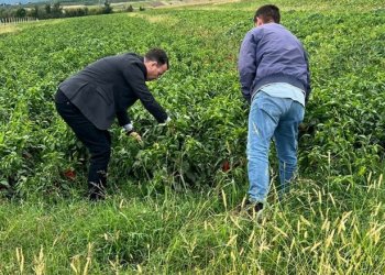 Deklarohet Ministri Peci për kompensimet e dëmeve në bujqësi të shkaktuara nga reshjet e mëdha!