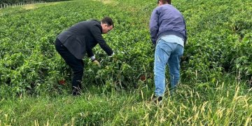 Deklarohet Ministri Peci për kompensimet e dëmeve në bujqësi të shkaktuara nga reshjet e mëdha!