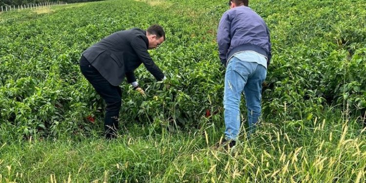 Deklarohet Ministri Peci për kompensimet e dëmeve në bujqësi të shkaktuara nga reshjet e mëdha!