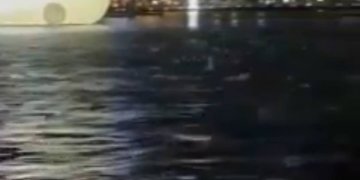 Peshqit i ndjenë valët sizmike para tërmeteve të forta në Tajvan, shikoni reagimet e tyre!