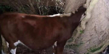 Ngeci me kokë në pemë, lopa shpëtohet nga zjarrfikësit!