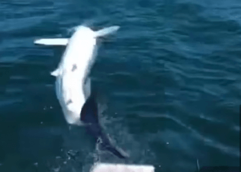 E rrallë! Momenti kur peshkaqeni kërcen nga deti në kuvertën e anijes (VIDEO)