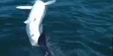 E rrallë! Momenti kur peshkaqeni kërcen nga deti në kuvertën e anijes (VIDEO)