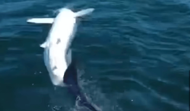 E rrallë! Momenti kur peshkaqeni kërcen nga deti në kuvertën e anijes (VIDEO)