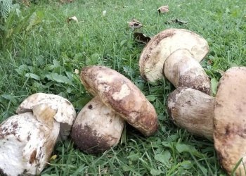 Malet e Kamenicës të mbushura me kërpudha, nga 800 në 1200 euro thuhet se shitet kilogrami i tartufit