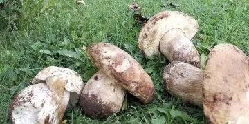 Malet e Kamenicës të mbushura me kërpudha, nga 800 në 1200 euro thuhet se shitet kilogrami i tartufit