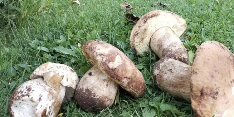 Malet e Kamenicës të mbushura me kërpudha, nga 800 në 1200 euro thuhet se shitet kilogrami i tartufit