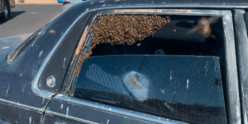 Tufa e bletëve sulmon shoferët, gjashtë persona përfundojnë në spital